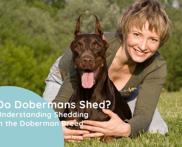 Do Dobermans shed? Causes and How to Manage