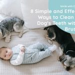 How To Clean a Dog's Teeth Without Brushing (8 Ways)