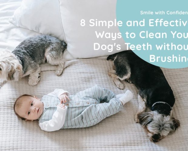 How To Clean a Dog's Teeth Without Brushing (8 Ways)