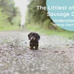 Teacup Dachshund: Everything You Need to Know