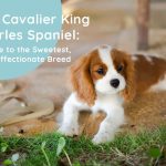 Cavalier King Charles Spaniel: History, Appearance, Temperament and More