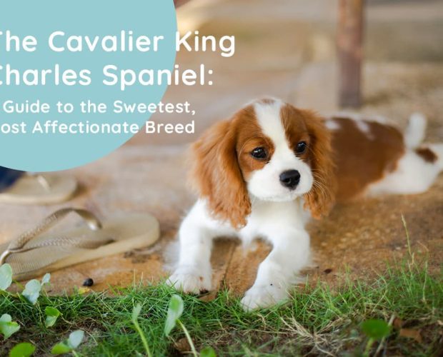 Cavalier King Charles Spaniel: History, Appearance, Temperament and More