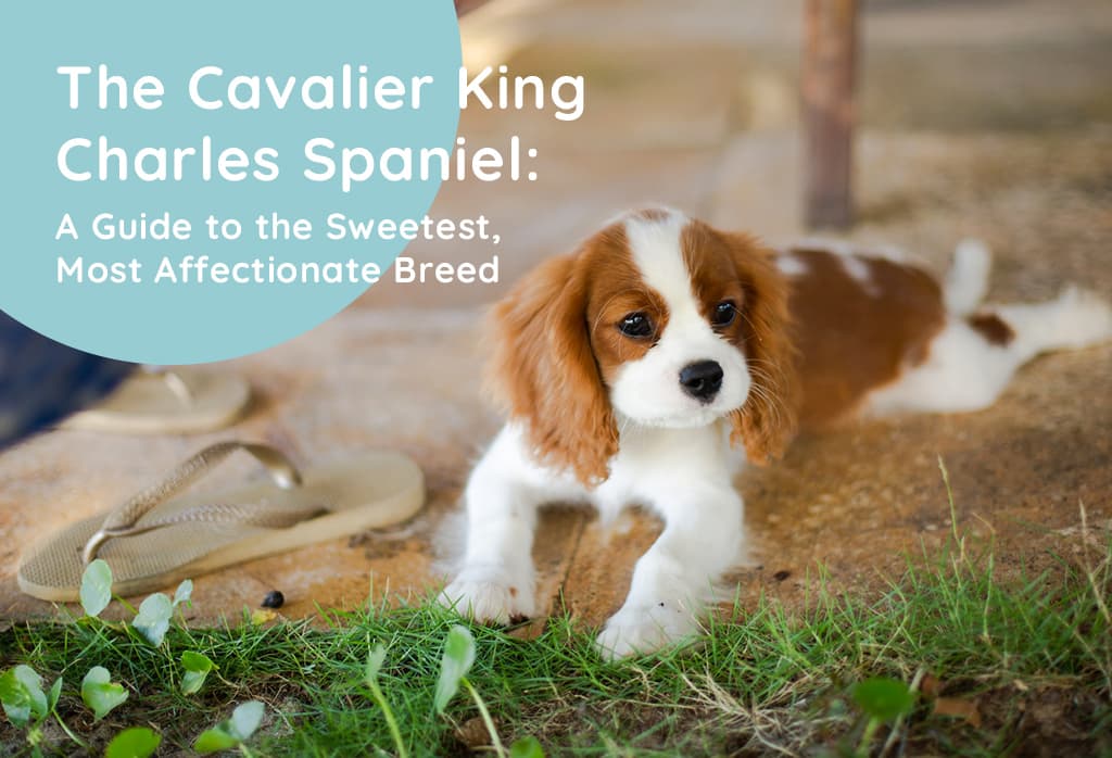 Cavalier King Charles Spaniel: History, Appearance, Temperament and More