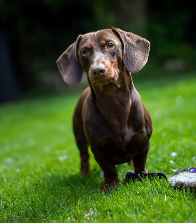 dark brown red sausage or dachshund dog standing in the grass
