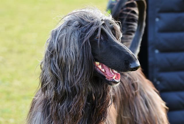 Afghan Hound, dog with long ears