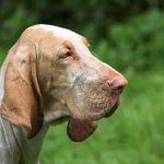 Bloodhound, dog with long ears