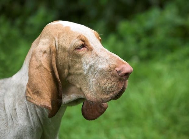 Bloodhound, dog with long ears