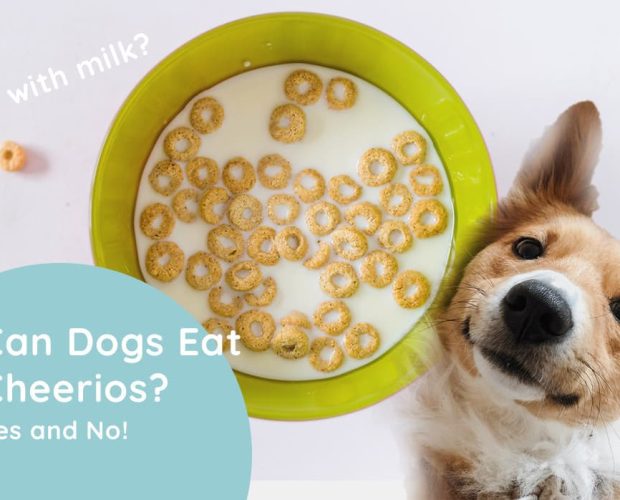 Can Dogs Eat Cheerios