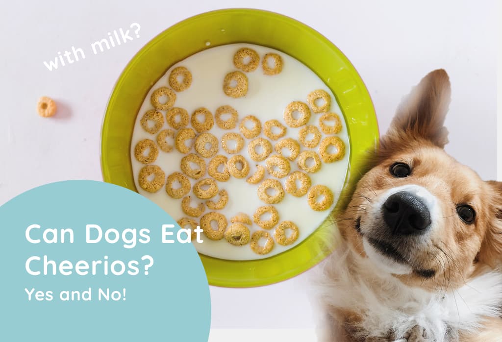 Cheerios safe 2025 for dogs