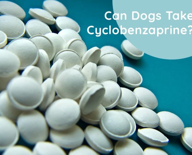 Can Dogs Take Cyclobenzaprine? Is it safe for Dogs?