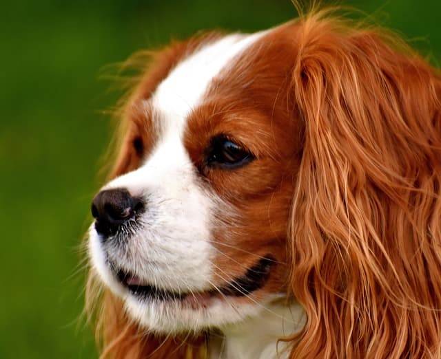Cavalier King Charles Spaniel, dog with long ears