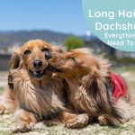 Dachshunds With Long Hair: Everything You Need To Know