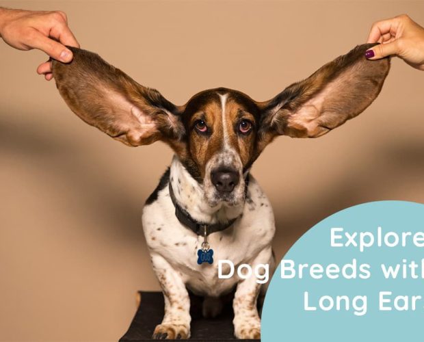 Dog Breeds with Long Ears