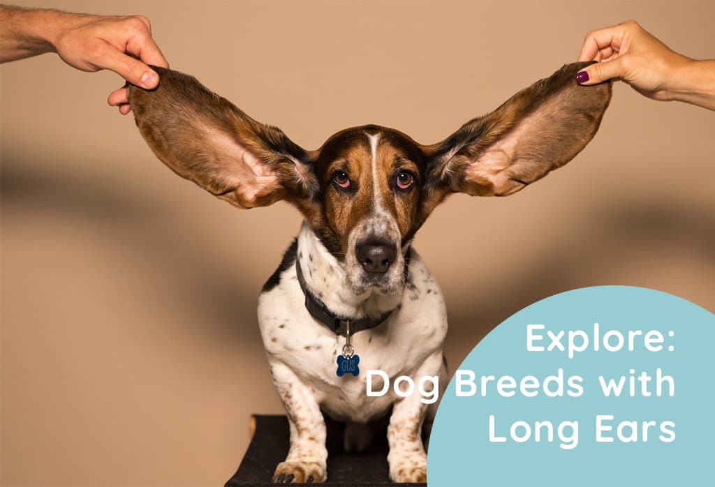 Dog Breeds with Long Ears
