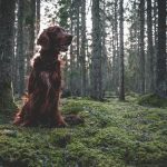 Field Spaniel, dog with long ears