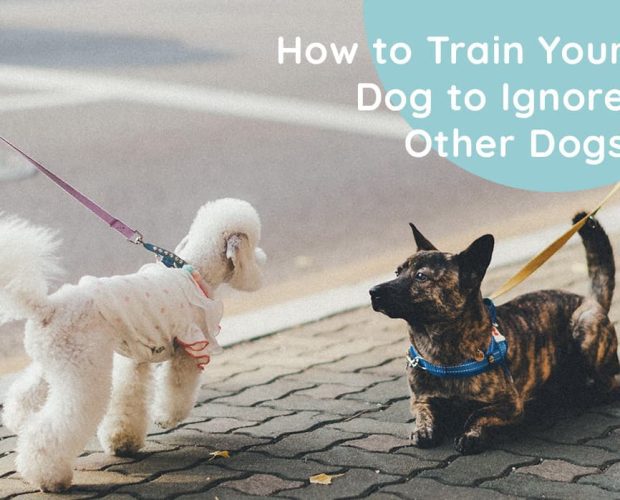 How to Train Your Dog to Ignore Other Dogs