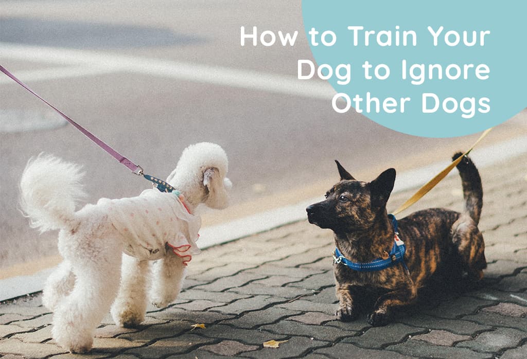 How to Train Your Dog to Ignore Other Dogs