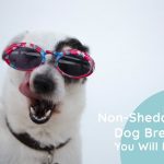 25+ Non-Shedding Dog breeds You Will Love