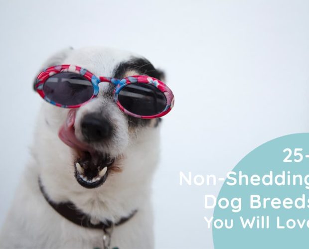 25+ Non-Shedding Dog breeds You Will Love