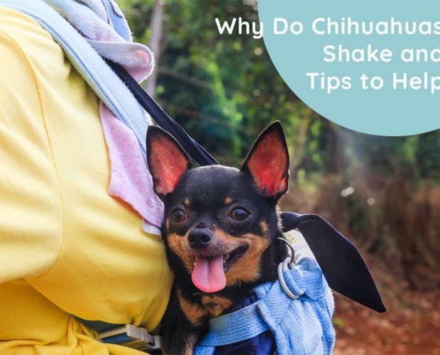 Why Do Chihuahuas Shake and Tips to Help