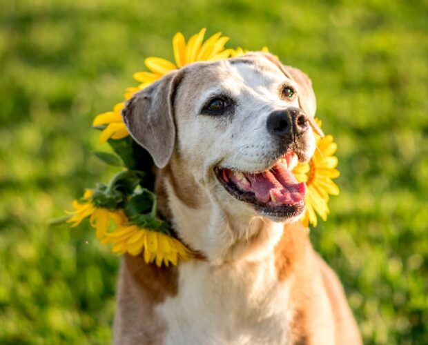 Why Do Dogs Eat Sunflower Leaves