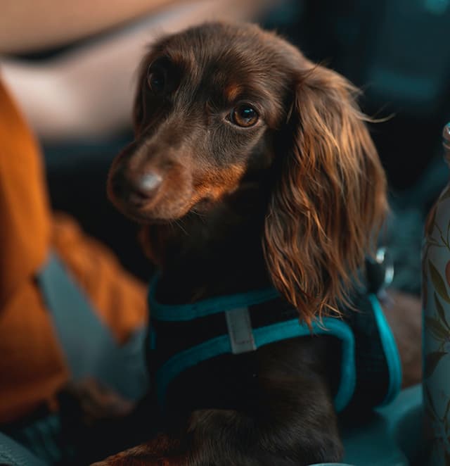bronze color long-haired dachshund
