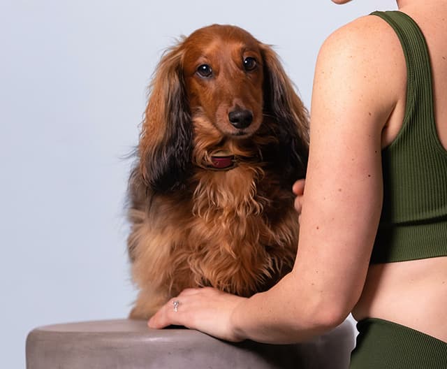 brown or tan long-haired dachshund with her human