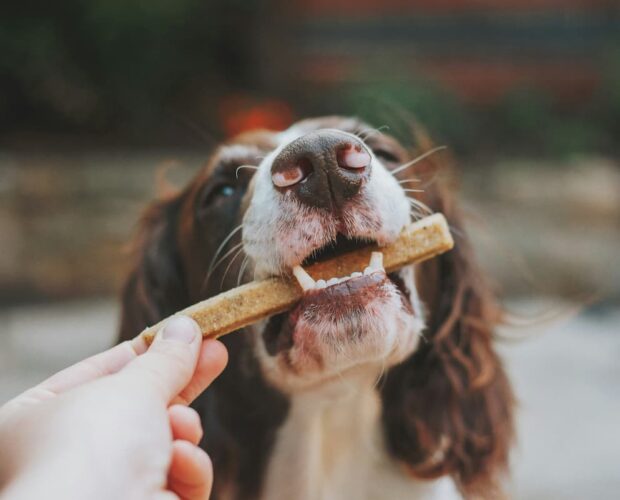 Dog chewing treat