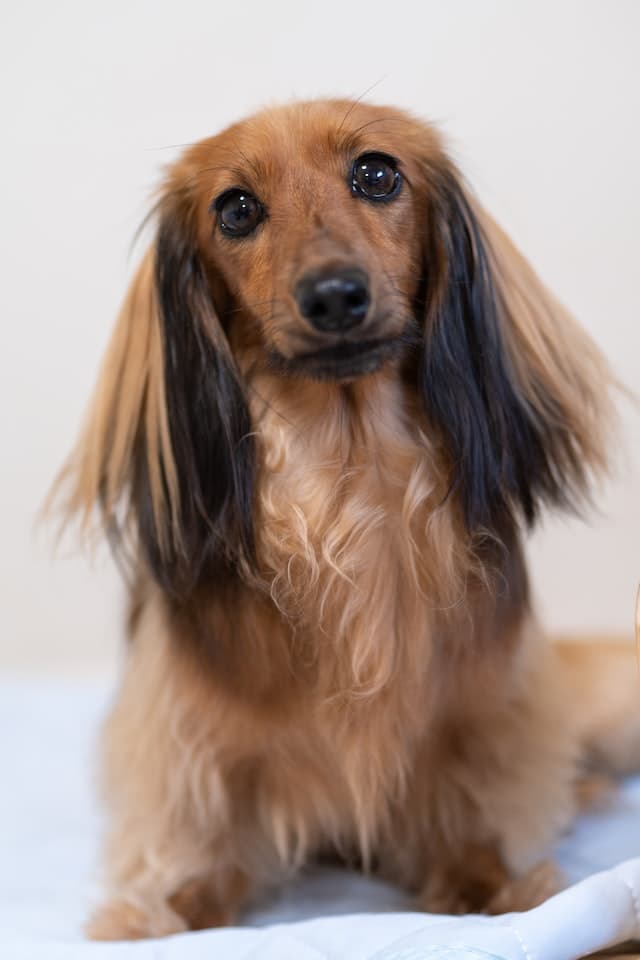 light brown or golden color long-haired dachshund