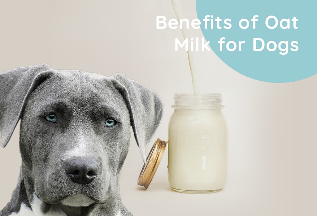 Benefits of Oat Milk for Dogs A Nutritious and Safe Alternative