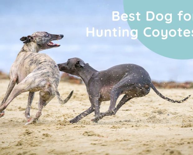 Best Dog for Hunting Coyotes