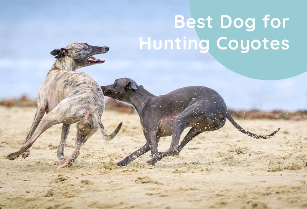 Best Dog for Hunting Coyotes