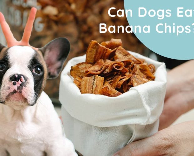 Can Dogs Eat Banana Chips?