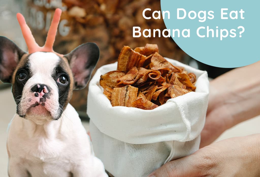 Can Dogs Eat Banana Chips?