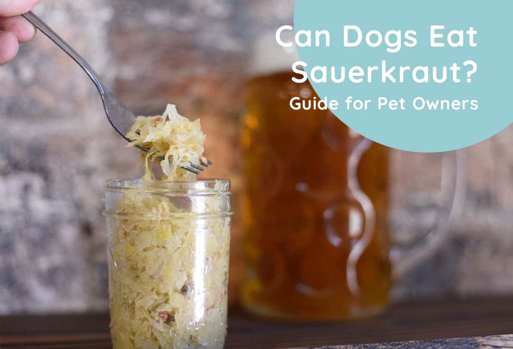 Can Dogs Eat Sauerkraut Guide for Pet Owners