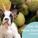 Can Dogs Have Durian? Potential Risks
