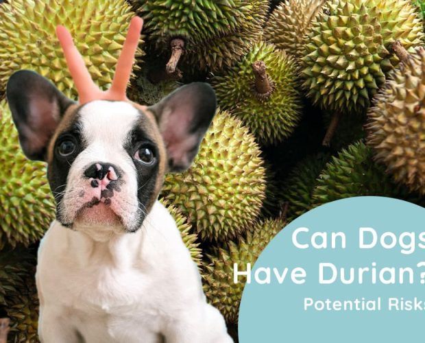 Can Dogs Have Durian? Potential Risks