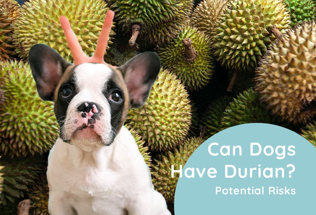 Can Dogs Have Durian? Potential Risks