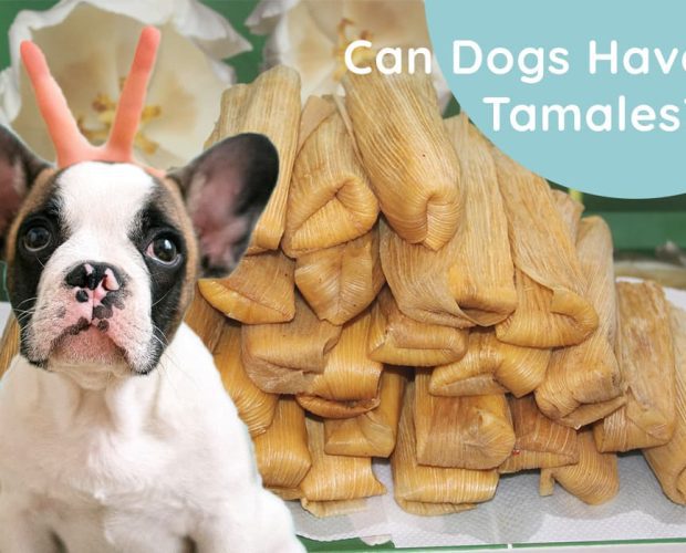 Can Dogs Have Tamales