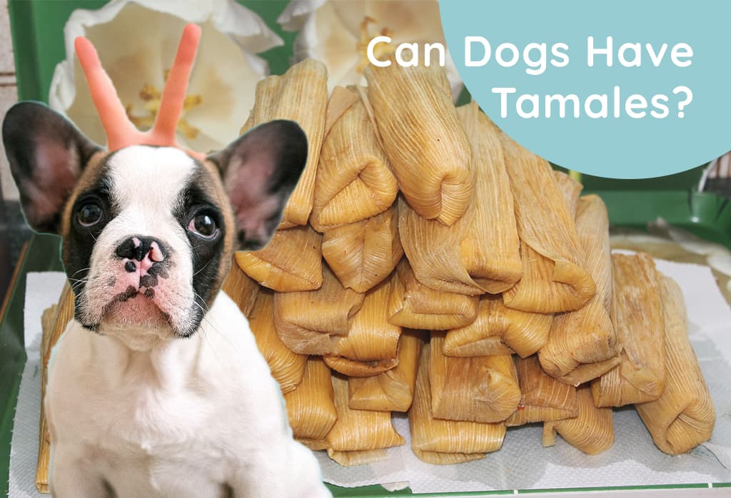 Can Dogs Have Tamales
