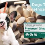 Can Dogs Take Promethazine