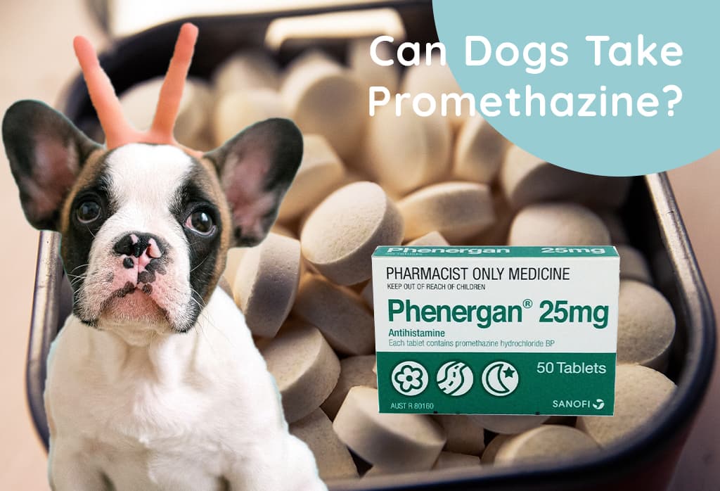 Can Dogs Take Promethazine