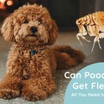 Can Poodles Get Fleas