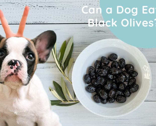 Can a Dog Eat Black Olives