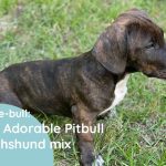 Doxie-bull: The Adorable Pitbull Dachshund mix