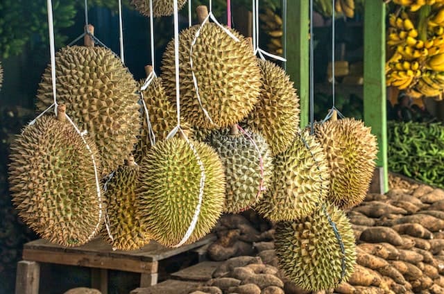 Durian Fruit hanging