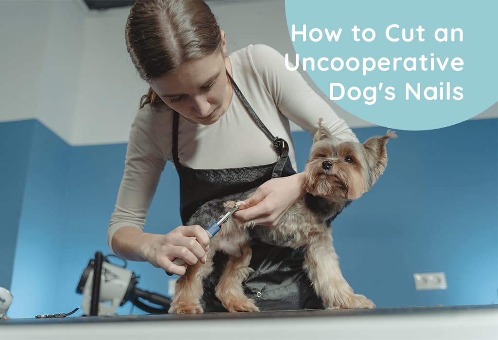 How to Cut an Uncooperative Dog's Nails: Tips and Techniques