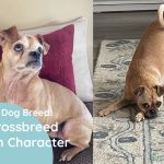 Chug Dog Breed Crossbreed Facts & Pictures