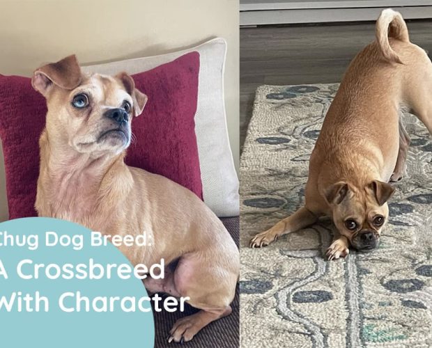 Chug Dog Breed Crossbreed Facts & Pictures