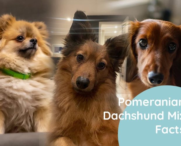 Dachshund Mix With Pomeranian Breed Facts